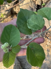 Croton caboensis