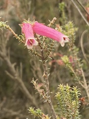 Erica versicolor