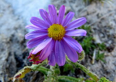 Senecio arenarius