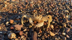 Ocypode occidentalis