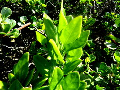 Solanum africanum