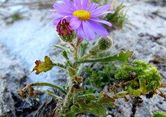 Senecio arenarius