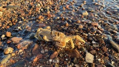 Ocypode occidentalis