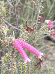 Erica versicolor