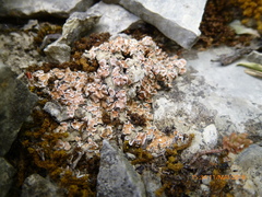 Psora decipiens