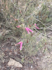 Erica versicolor