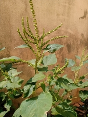 Amaranthus blitum