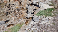 Procavia capensis capensis