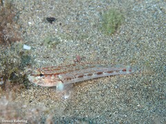 Gobius gasteveni
