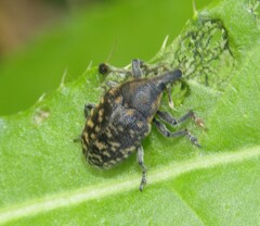 Larinus turbinatus