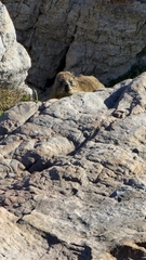 Procavia capensis capensis