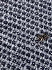 Salticus scenicus