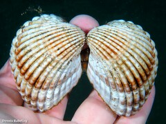 Acanthocardia tuberculata