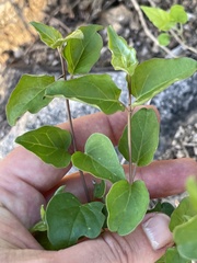 Commicarpus brandegeei