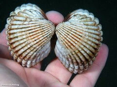 Acanthocardia tuberculata