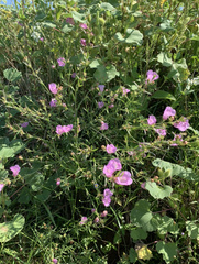 Agalinis heterophylla