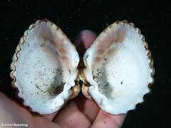 Acanthocardia tuberculata