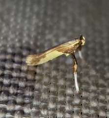 Caloptilia superbifrontella