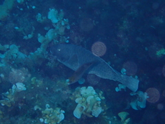 Sparisoma cretense