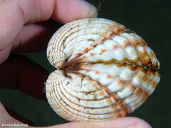 Acanthocardia tuberculata