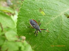 Rhynocoris annulatus