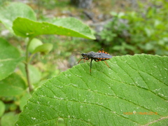 Rhynocoris annulatus