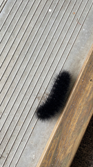 Hypercompe scribonia