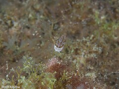 Serranus papilionaceus