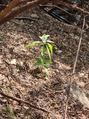 Solanum giganteum