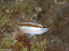 Serranus papilionaceus
