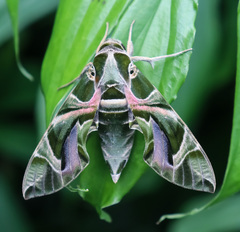 Daphnis nerii