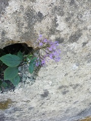 Trachelium caeruleum