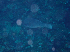 Sparisoma cretense
