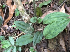 Collabium chinense