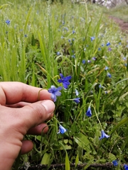 Tecophilaea violiflora