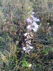 Campanula bononiensis