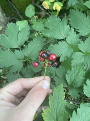 Actaea rubra rubra