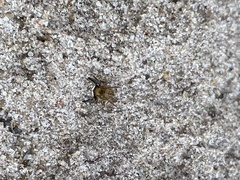 Euophrys frontalis