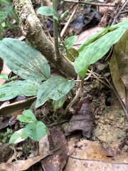 Collabium chinense
