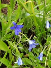Tecophilaea violiflora