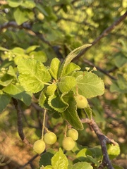 Bursera epinnata