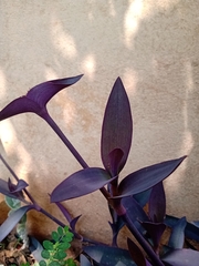 Tradescantia pallida