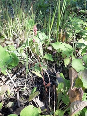 Persicaria minor