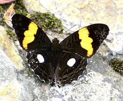 Adelpha leucophthalma
