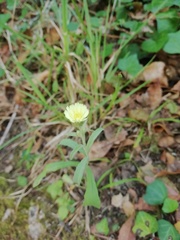 Andryala integrifolia
