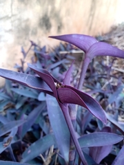 Tradescantia pallida