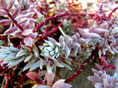Chenolea diffusa
