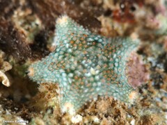 Asterina gibbosa