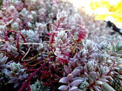 Chenolea diffusa