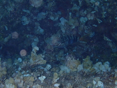 Serranus scriba